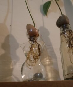 A glass vase in the shape of a woman for sprouting an avocado pit